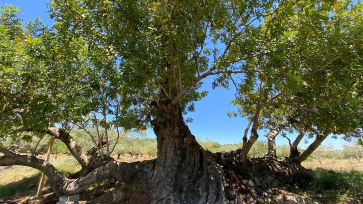 Yátova invita a participar en el Plan Municipal de protección del arbolado de interés local